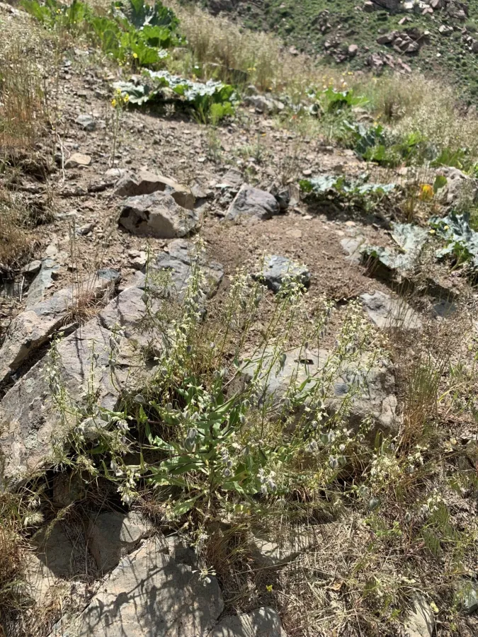 Isatis cappadocica