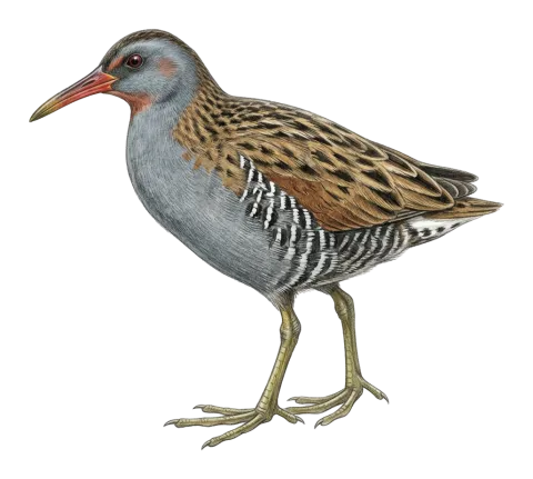 Water Rail