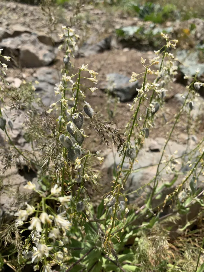Isatis cappadocica