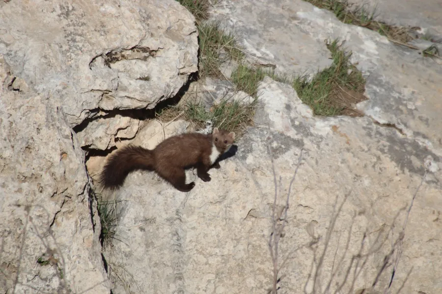 Beech Marten