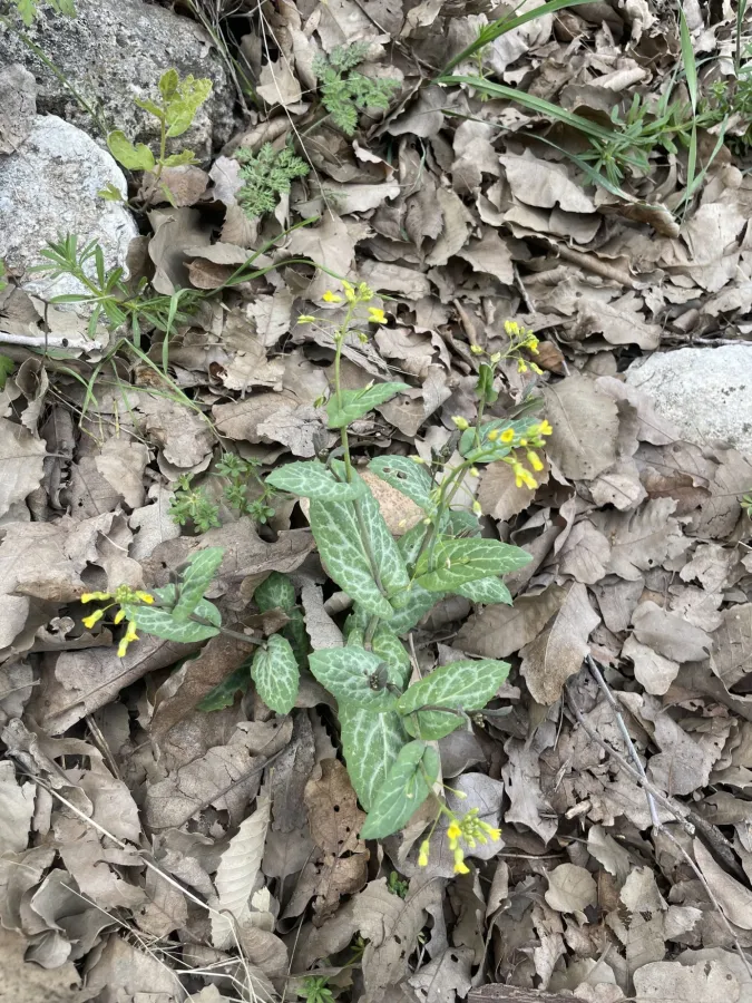 Isatis glastifolia