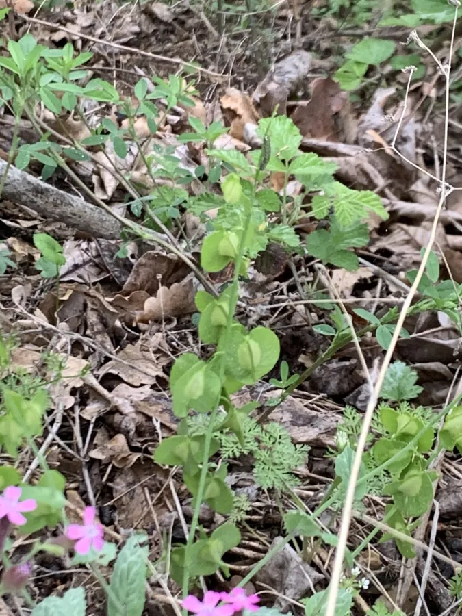 Isatis glastifolia