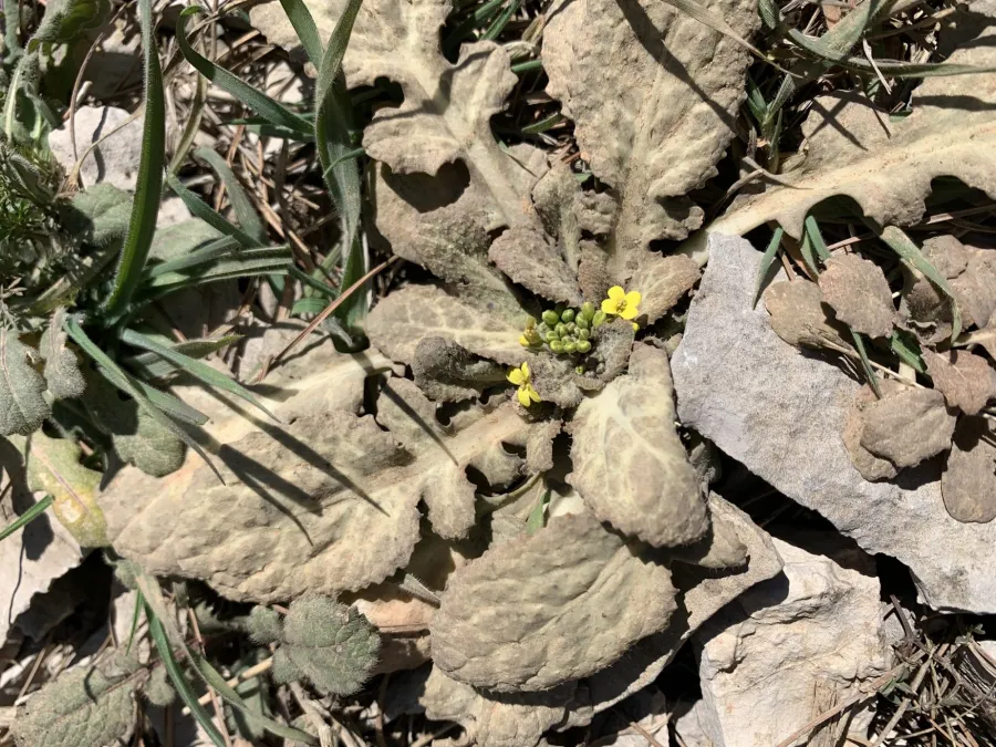 Isatis glastifolia