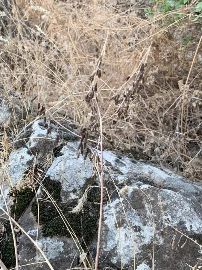 Isatis lusitanica