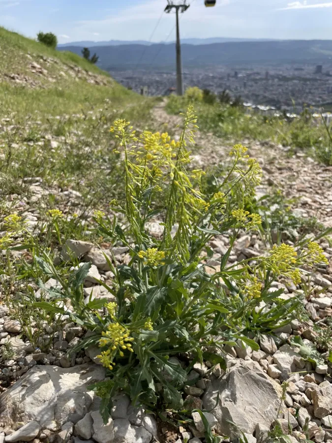 Isatis lusitanica