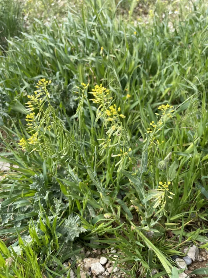 Isatis lusitanica