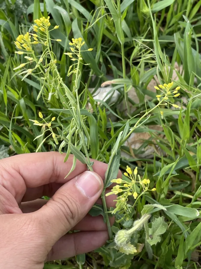 Isatis lusitanica