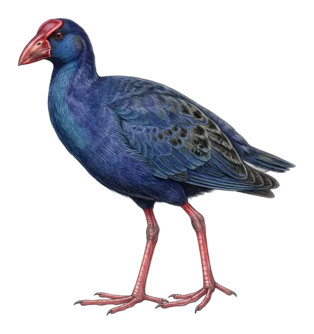 Purple Swamphen