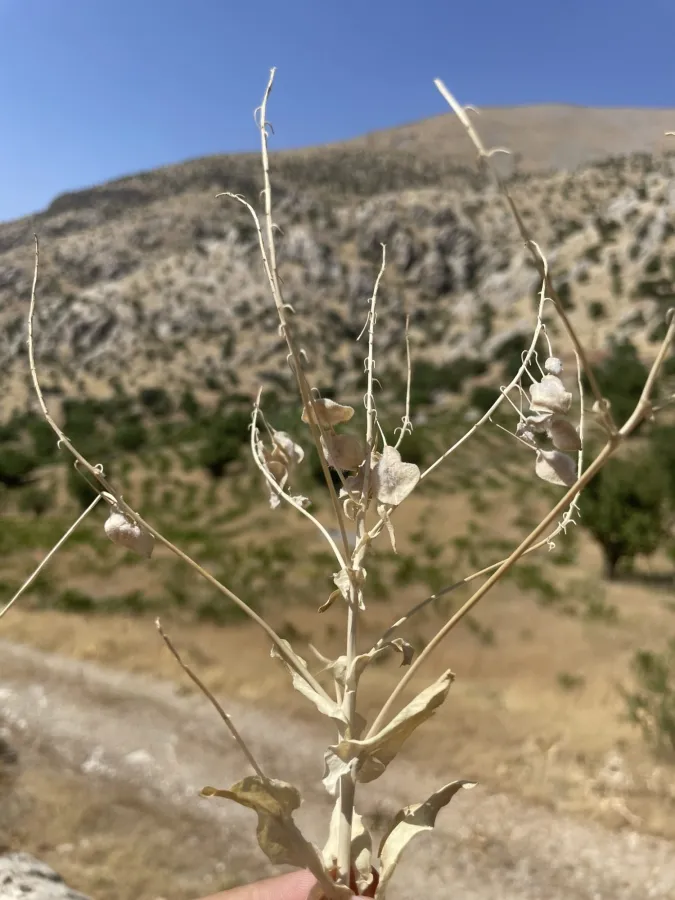 Isatis steveniana