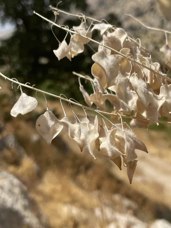 Isatis steveniana