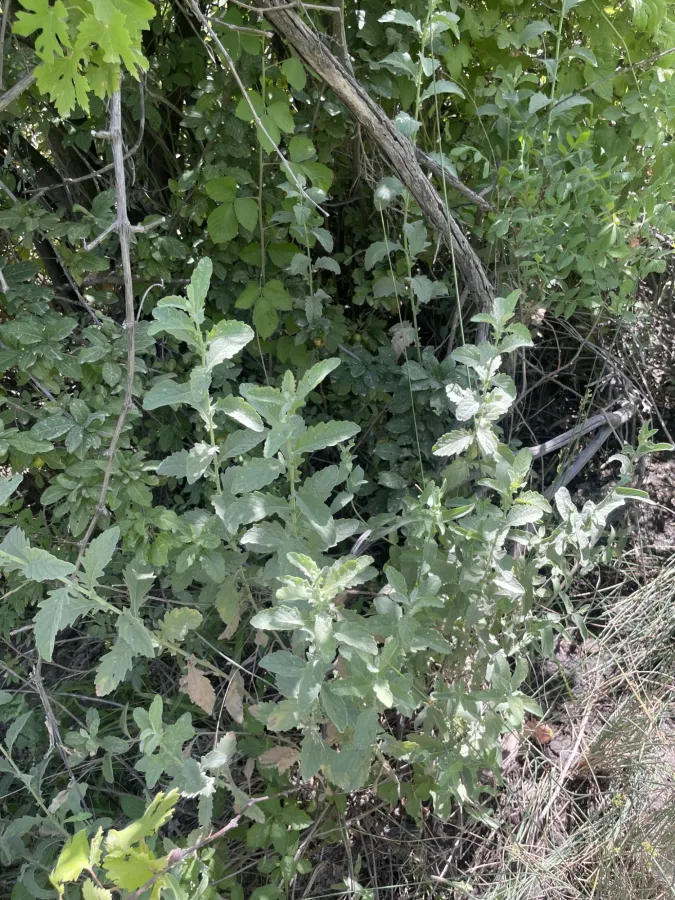 Jacobaea mollis