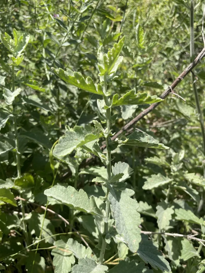 Jacobaea mollis