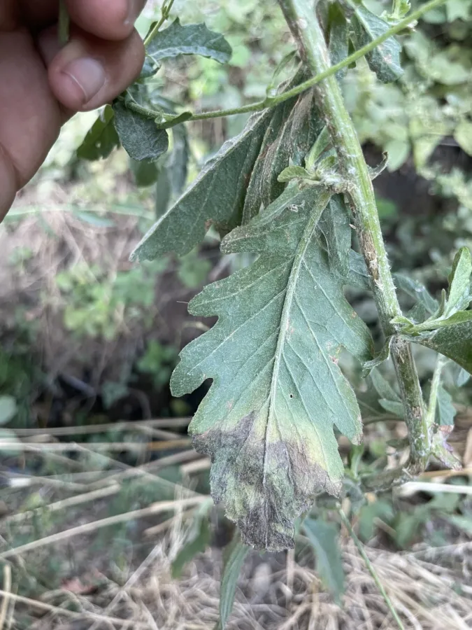 Jacobaea mollis