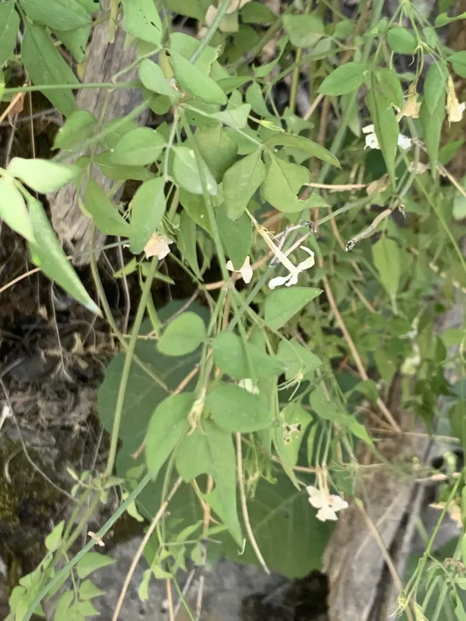 Jasminum officinale