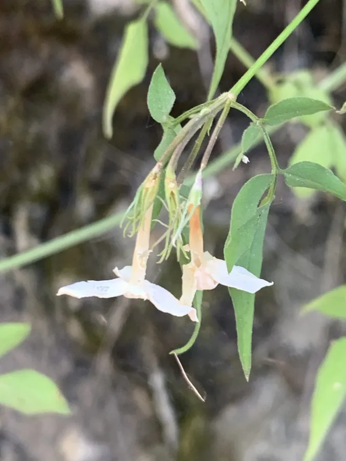 Jasminum officinale