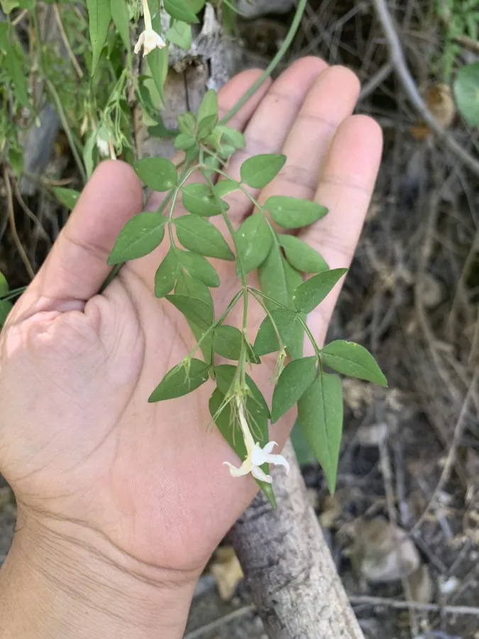 Jasminum officinale