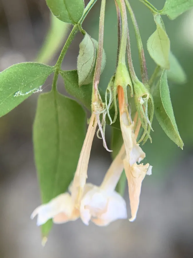 Jasminum officinale