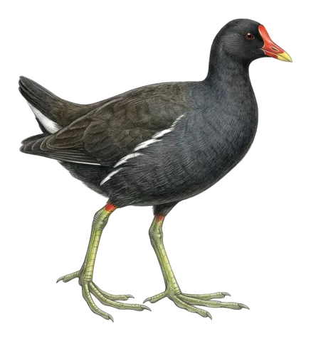 Common Moorhen