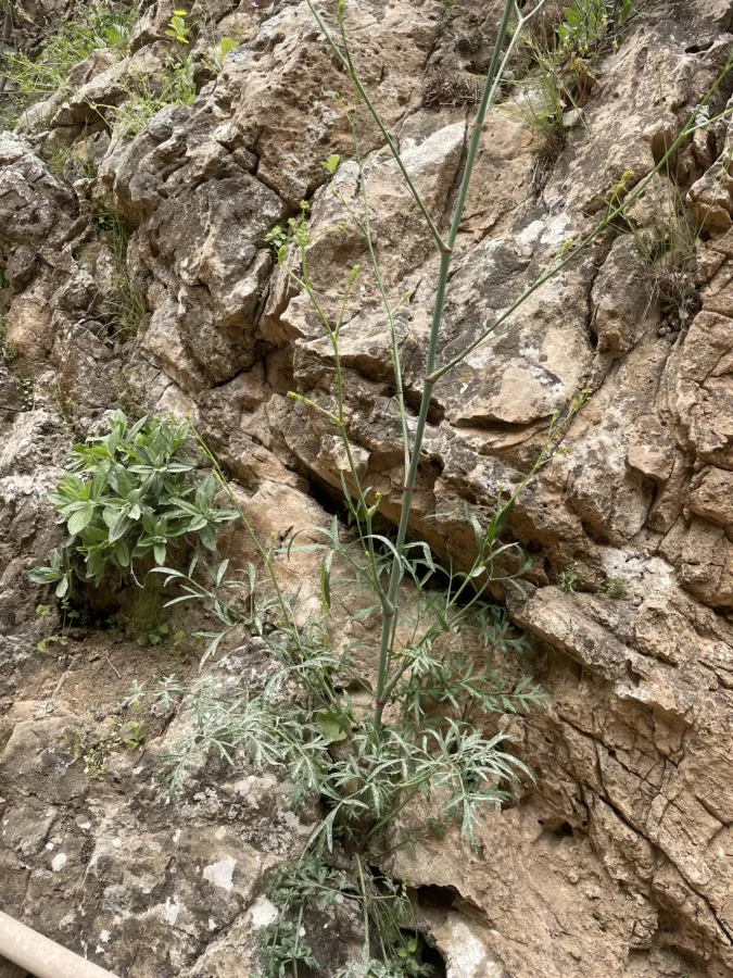 Johrenia dichotoma