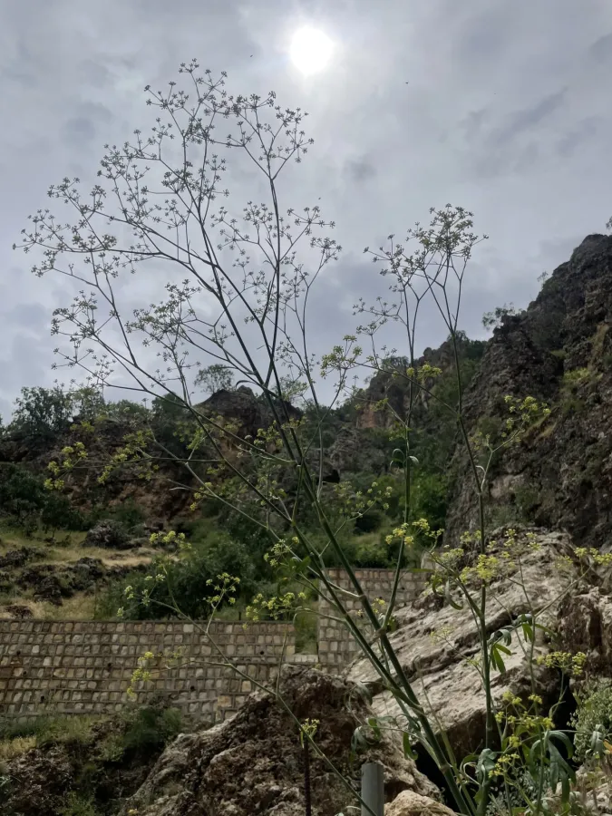 Johrenia dichotoma