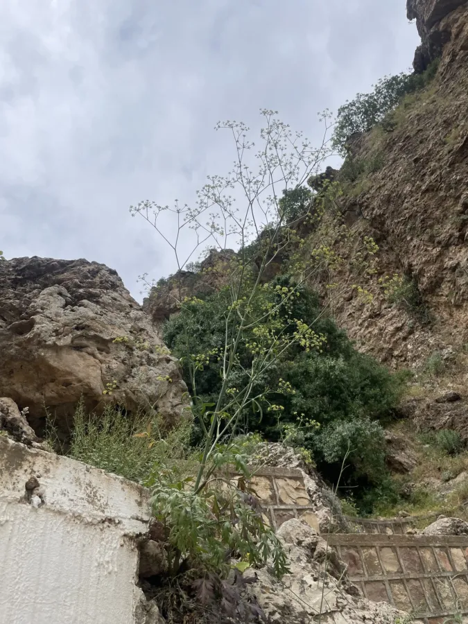 Johrenia dichotoma