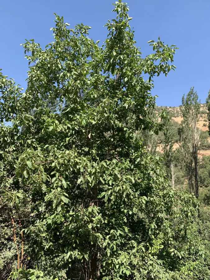 Juglans regia