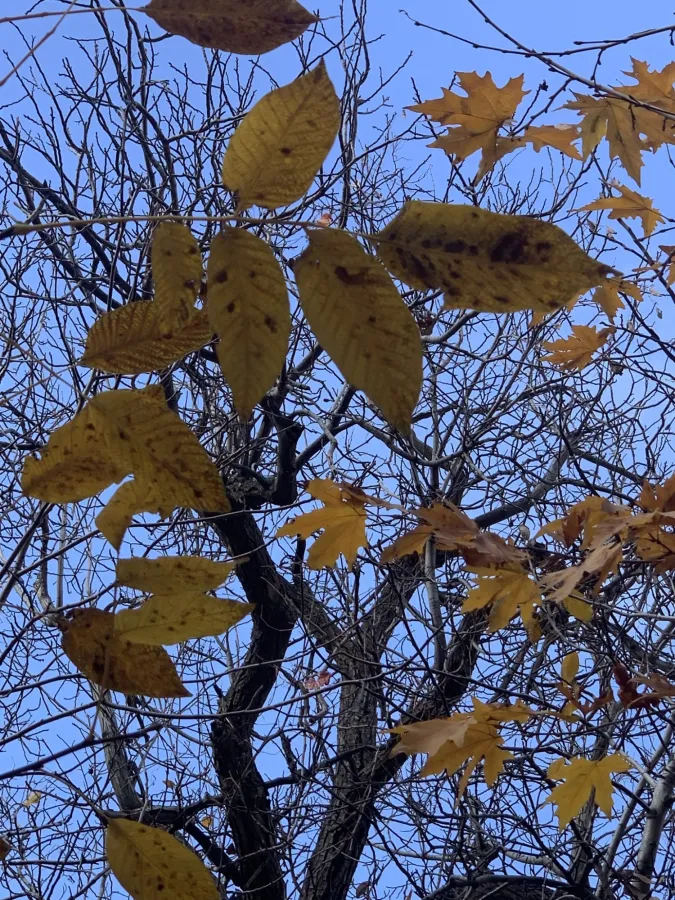Juglans regia