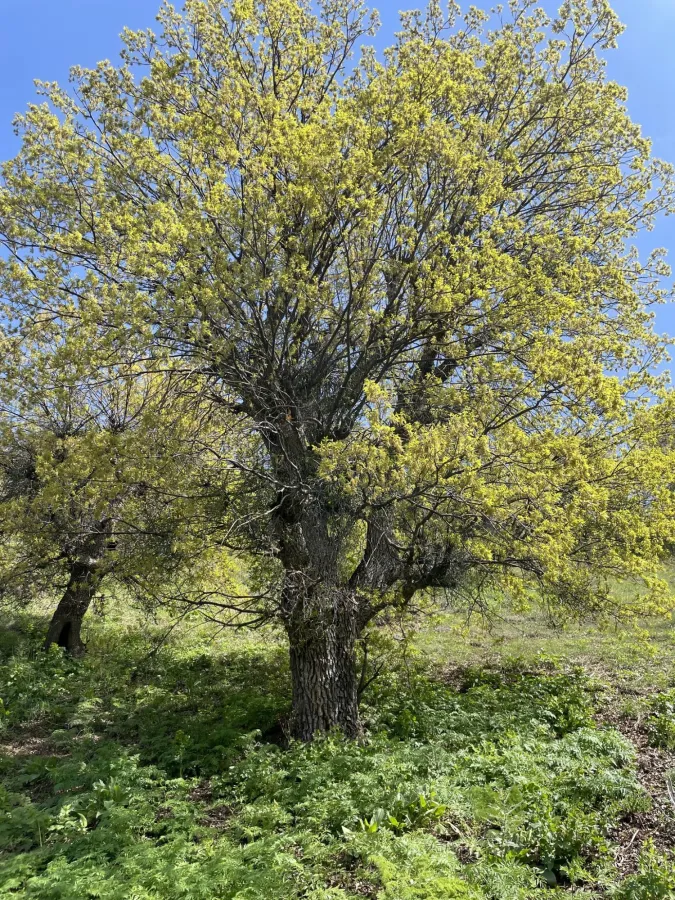 Juglans regia