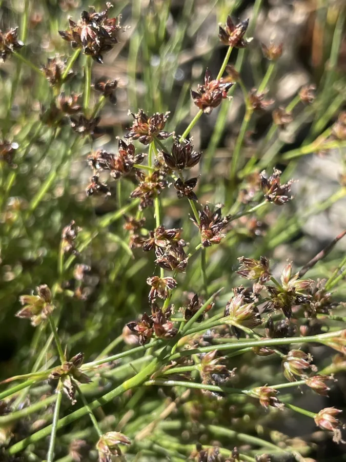 Juncus articulatus