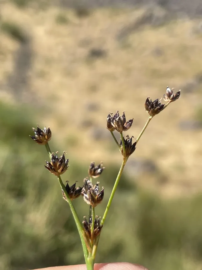 Juncus articulatus