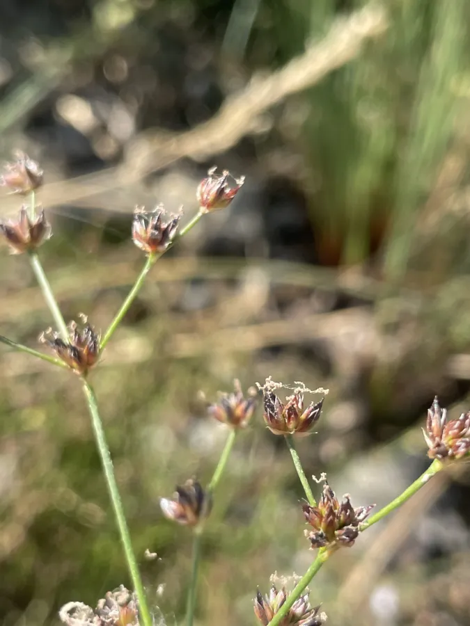 Juncus articulatus