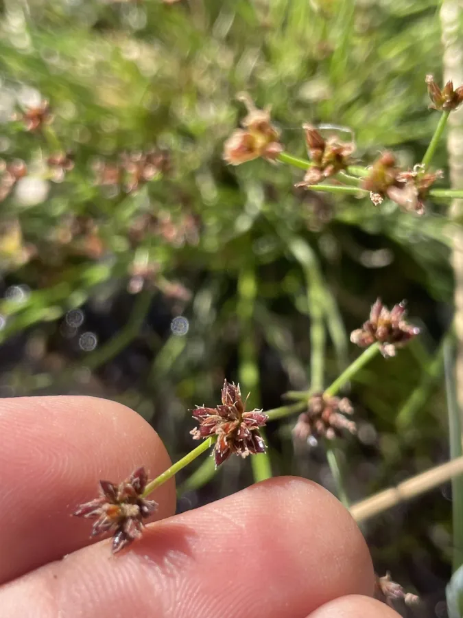 Juncus articulatus