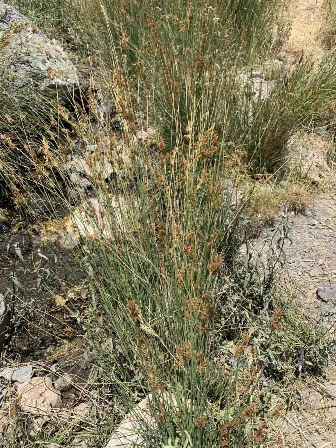 Juncus inflexus