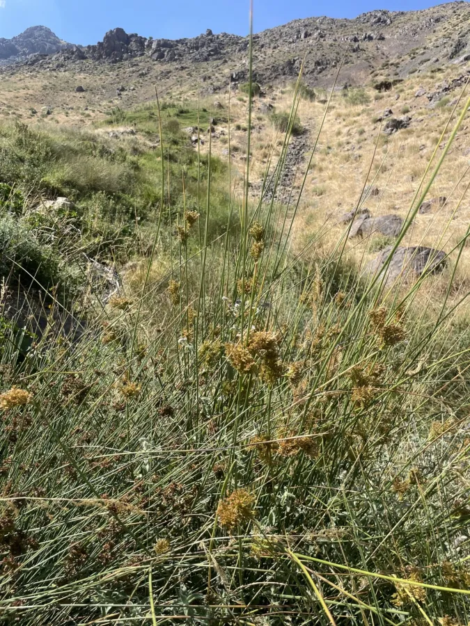 Juncus inflexus