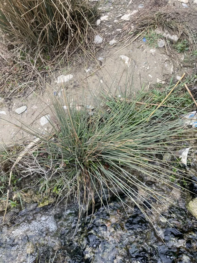 Juncus inflexus