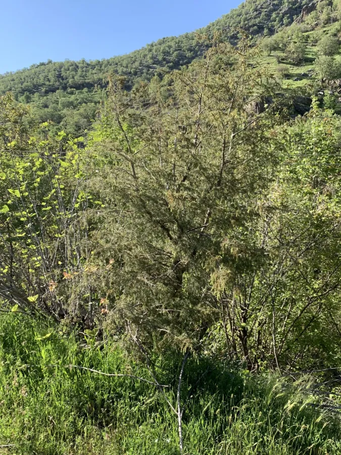 Juniperus deltoides