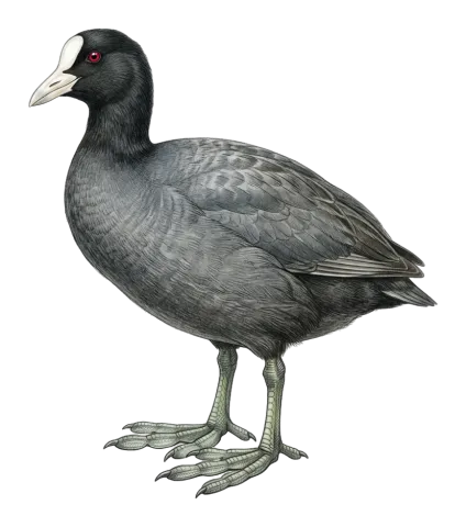 Eurasian Coot