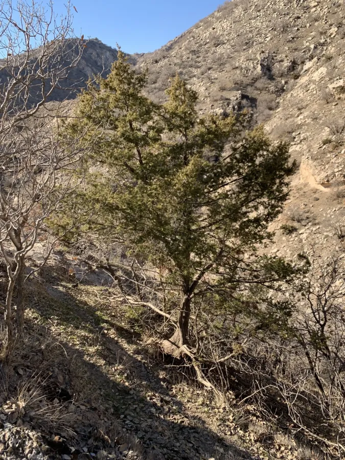 Juniperus deltoides