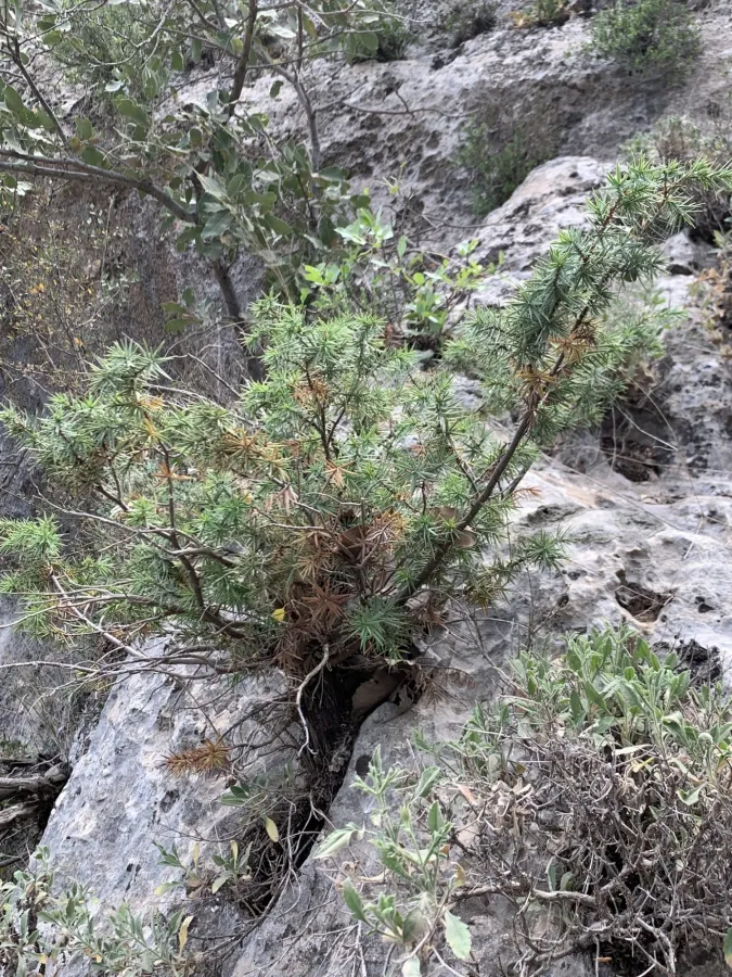 Juniperus deltoides