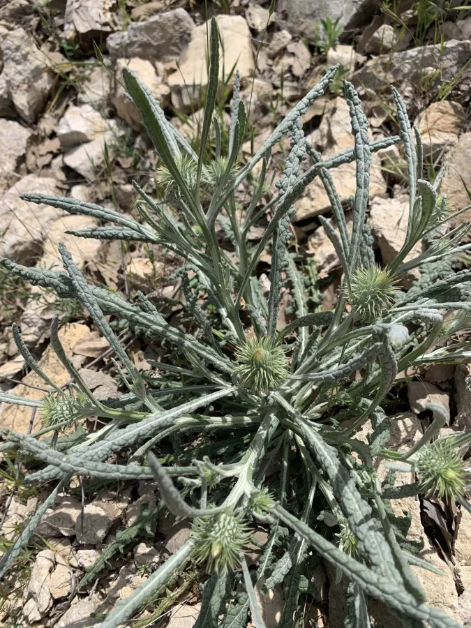Jurinea carduiformis
