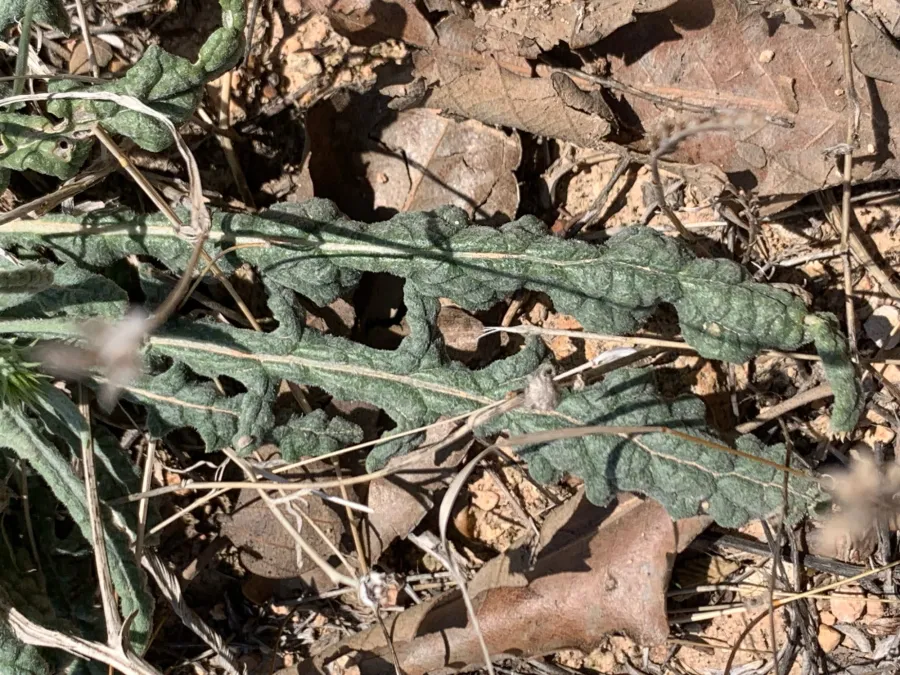 Jurinea carduiformis