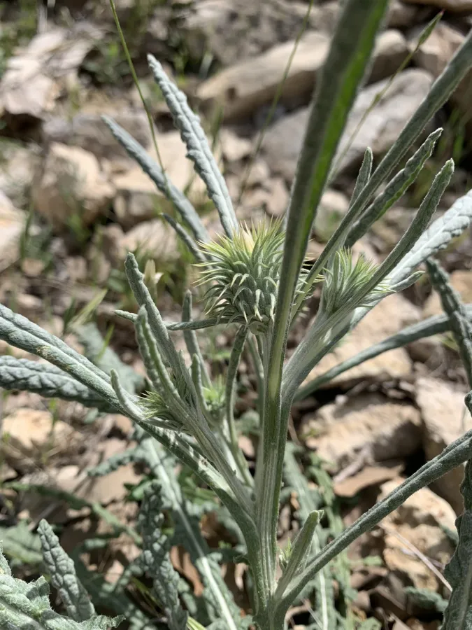 Jurinea carduiformis