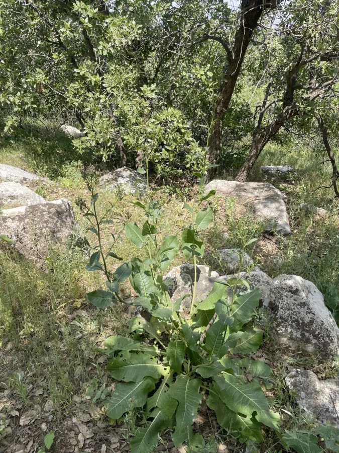 Klasea grandifolia