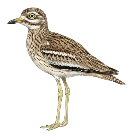 Eurasian Stone-curlew