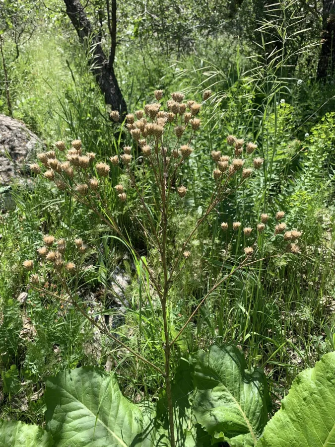Klasea grandifolia