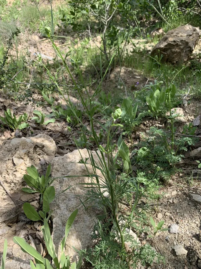 Korshinskia assyriaca