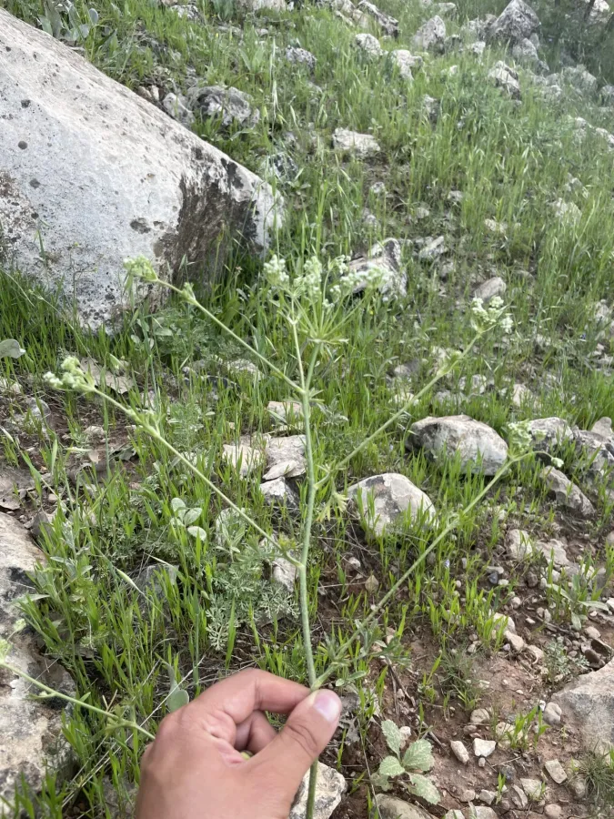 Korshinskia assyriaca