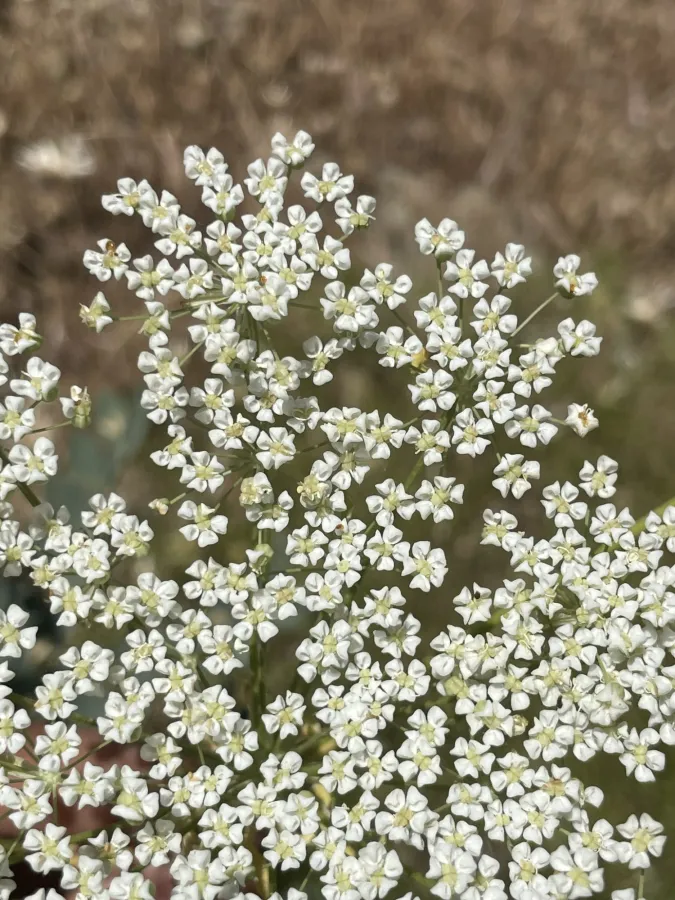 Korshinskia assyriaca