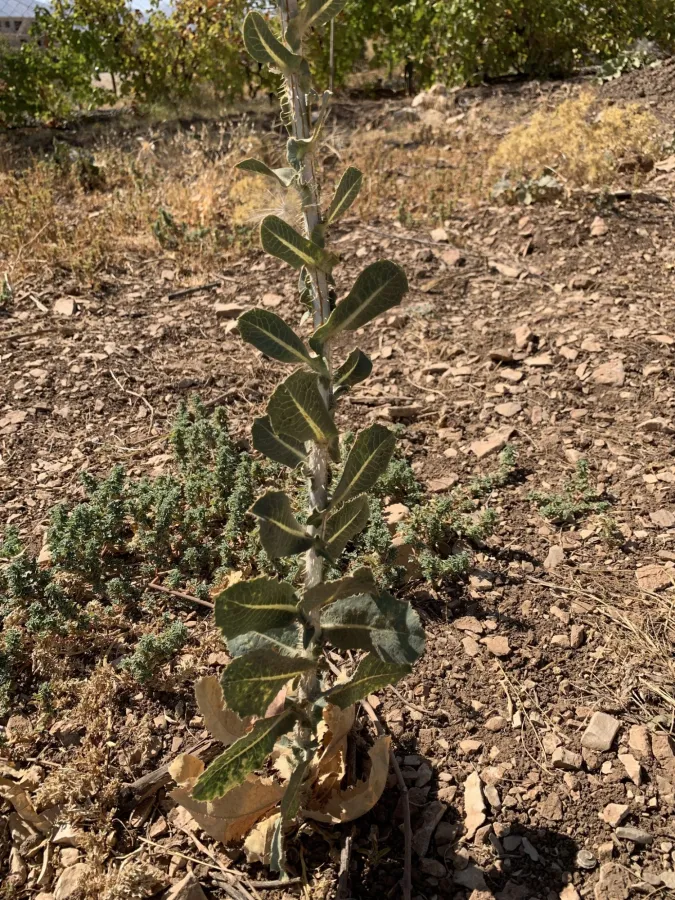 Lactuca aculeata