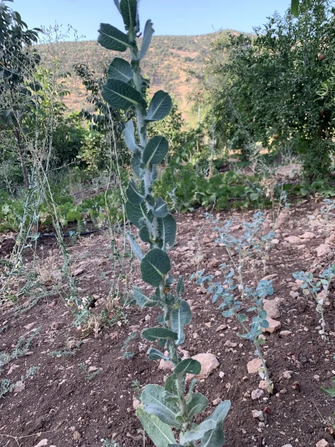 Lactuca aculeata